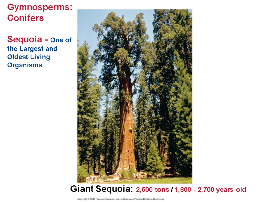 Gymnosperms: Conifers Sequoia - One of the Largest and Oldest Living Organisms Giant Sequoia: